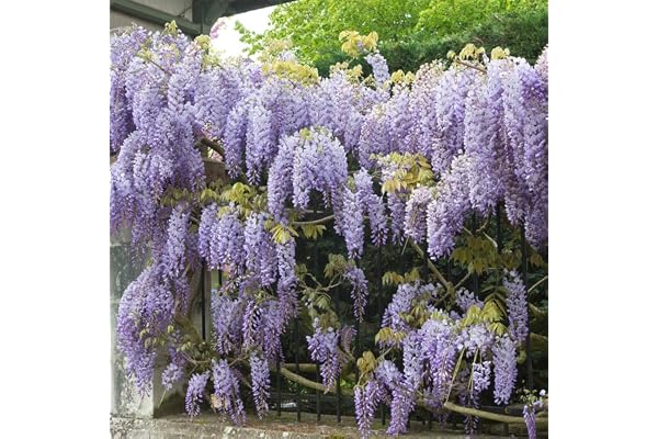 Bloomique - Wisteria sinensis 'Prolific' - Glycine bleue - Plantes grimpantes - Plantes de jardin - Rustiques - Hauteur 50-70 cm - Pot 15 cm