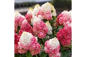 DUTCH BULBS EXCLUSIVE PLANTS FROM HOLLAND Red Velvet (3 plantas) Hardy hydrangea Paniculata, Verdaderas plantas de hortensia de jardín de Holanda (sin semillas, sin flores artificiales y no artificiales), Perenne para macetas y balcones