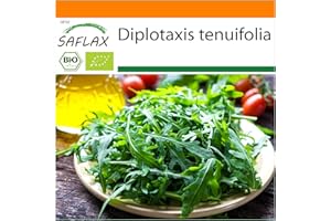 SAFLAX - Ecológico - Rúcula silvestre - 1500 semillas - Diplotaxis tenuifolia