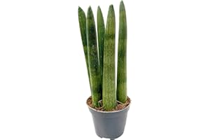 CLOUDS HILL SUCCULENTS Cylindrical Snake Plant (Sansevieria cylindrica) Low Light Succulent House Plant (6cm Plastic Pot)