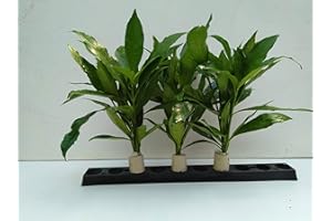 TUBIS-DE AQUA 3 Bund Justicia Gendarossa,Chichlidenkraut,Barschfest Aquarienpflanzen