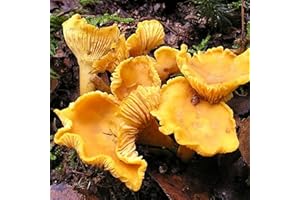 Benoon Semi Di Funghi 10 Pz/Borsa Semi Di Cantharellus Cibarius Meravigliosa Ombra Parziale Pianta Prolifica Facile Per Balcone Seme
