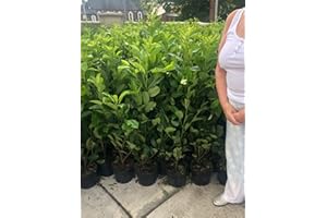 10 Cherry Laurel Hedging Evergreen Plants Fast Growing 3-4ft Large 5 Litre Pots Sunnyside Nurseries