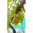Athidhi Garden Sweet Star Gooseberry Phyllanthus acidus Fruit Seedling Live Plant
