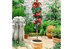 EUROPA GREEN Manzano - Árboles frutales en columna - 80cm de altura - Ideal para balcones, terrazas, pequeños jardines -Apto para macetas y terreno abierto