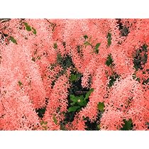 Earth Hopper Petrea Volubilis Pink Queen Wreath Sandpaper Vine ...