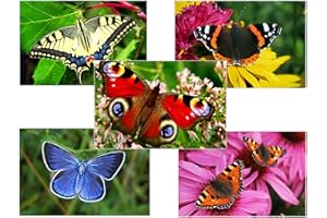 Edition Colibri Set di cartoline da 50 pezzi, 5 motivi ciascuno, 10 pezzi