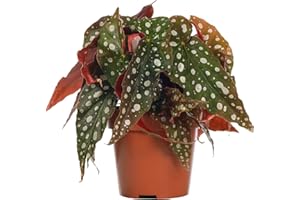 GARDENERSDREAM Begonia Maculata Begonia Manchada | Planta de Interior para el Hogar o la Oficina