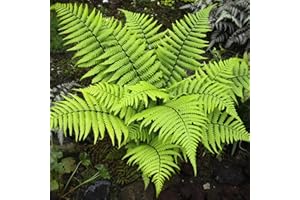HORTUS PLANTA Dryopteris wallichiana - Wallich's Wood Fern - Plant in 9 cm Pot