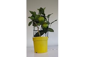 PLANTS FROM ZION Beautiful Lemon Tree - Brilliant Gift. Adds Colour. Home. Garden. Office. Pure and Fresh. Lemon Fragrance. Lemon Smell. Fruits. Gift Basket idea. Modern Home. Small Fruit Tree. Soft Fruit.