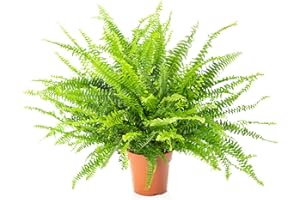 AIRY Nephrolepis exaltata, Fougère d'intérieur purifiant l'air, pot-Ø 12-17 cm, hauteur env. 35-50 cm, envoi de plantes sécurisé, qualité horticole (Pot-Ø ca. 17cm)