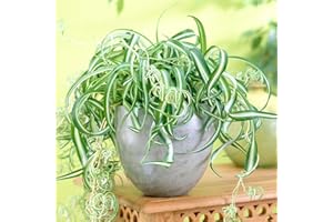 GARDENERSDREAM Chlorophytum Bonnie Plante Araignée en Suspension (de 20 à 30 cm pot inclus)