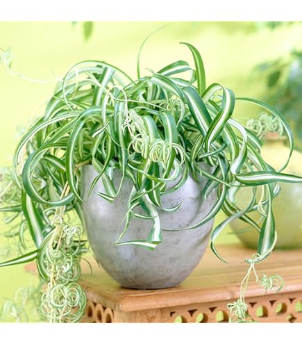 Grnlilie Chlorophytum Variegatum  Immergrne Zimmerpflanze mit Topf zu  Kaufen : Amazon.de: Garten