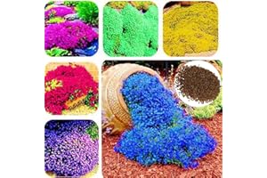 REMORUI 350 Stück Thymian Samen, Thymian Pflanze Samen für Garten und Balkon, Pflanzen Samen, Bodendecker Thymian, Ideale Garten Pflanzen, Balkon Pflanzen (Farbe Mischen)