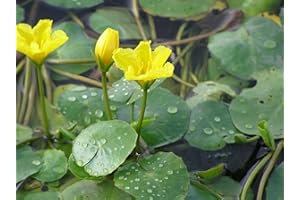 Lincolnshire Pond Plants Ltd - Nymphoides Peltata Deep Water - Loose Root