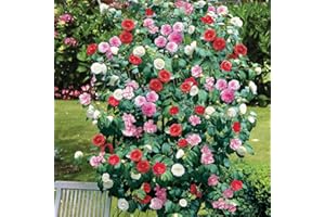 THOMPSON & MORGAN Camellia Tricolour Plants Low maintenance Hardy Evergreen Garden Shrub with Pink, Red and White Blooms, Multicoloured, 2 x Camellia Tricolour in 15cm Pot by Thompson and Morgan