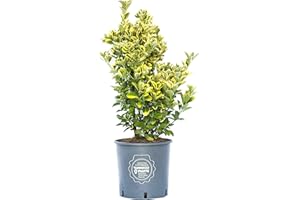 Vannucci Piante - Euonymus japonicus Elegantissimus Aurea, Evonimo Elegantissimus Aureus, Evonimo del Giappone, Pianta vera in vaso di Vannucci Piante, Cespuglio, Pianta da siepe, Pianta da terrazzo