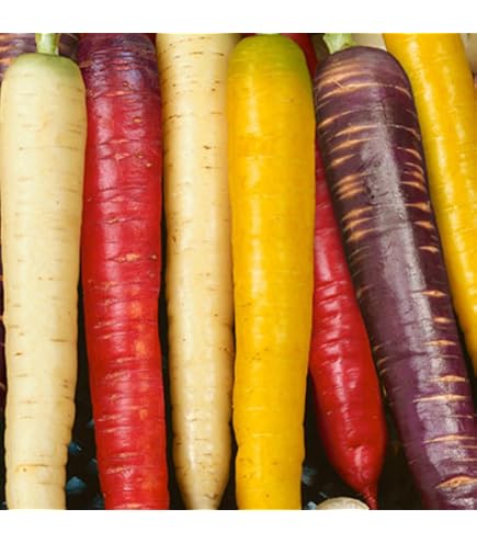 thumbnail image 2 of Carrot Tendersweet Seeds - Heirloom Vegetable, 1,600 Seeds By Seed Kingdom 2 of 5
