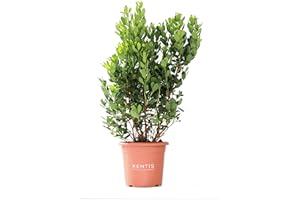 KENTIS - Arbutus Unedo Corbezzolo - Piante da Esterno Vere - Pianta da Giardino - Albero da Frutto - H 80/100 cm Vaso Ø 24 cm