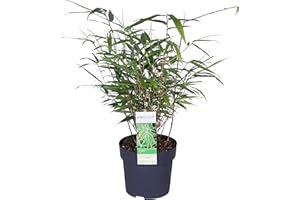 BLOOMIQUE Fargesia Formidabile – Bambù – Pianta da giardino – Resistente all'inverno - ⌀13 cm - 30-40 cm