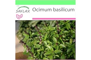 SAFLAX - Basilico tailandese - 200 semi - Ocimum basilicum