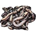 Yorkshire Worms GARDEN WORMS, EARTHWORMS - 100 Pack, Lobworms Pack ...