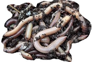 Yorkshire Worms GARDEN WORMS, EARTHWORMS - 25 Pack, Lobworms Pack - Suitable for Improving Soil Condition
