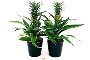 POWERS TO FLOWERS - PIANTA DELL' ANANAS, 2 PIANTE, CON FRUTTO, Piante Vere