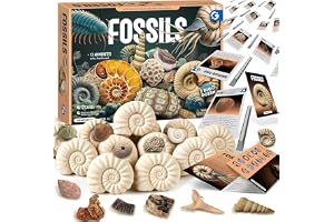 Byncceh fossiler utgrävningsset fossilutgrävningsset för barn 12 riktiga fossiler arkeologi leksaker party favoriter gåva poj