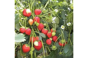 100 graines de fraise (fraise grimpante)
