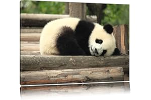 PIXXPRINT doux petit ours panda Toile, XXL photos complètement encadrée avec de grandes images de coin, art impression sur la photo murale avec cadre, moins cher que la peinture ou une peinture à l'huile, pas une affiche ou bannière