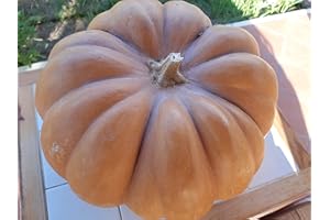 GHINO DI TACCO SEMI ZUCCA MOSCATA DI PROVENZA