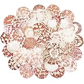 TaoQ C 48 Pieces Natural Shells, 3 cm - 5 cm White and Pink Natural Seashells Large Shells for Crafts Weddings Decorate Beach