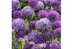 THOMPSON & MORGAN Allium Cut Flower Collection Garden Plant Hardy Bulb Flowering Garden Plants Easy to Grow Your Own 50x Bulbs by Thompson and Morgan (50)