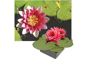 GENERISCH Echte Seerosen Winterhart im bunten Mix Teich Pflanzen, Aquarium Pflanzen Teichpflanzen im Pflanzkorb Wasserpflanzen Seerose Nymphaeae Anzuchtset Teichpflanzen winterhart (1 See Rose Rot)