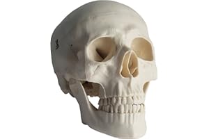 PHYSIQUE 3-Part Anatomical Lifesize Human Skull Model with Removable Skull Cap and Articulated Mandible