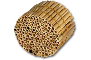 BeeCasa by Hiss Reet® Schilfrohrhalme MEDIUM | Naturbelassener Bund | Insektenhotel & Bienenhotel Füllmaterial | Niströhren & Nisthülsen für Wildbienen