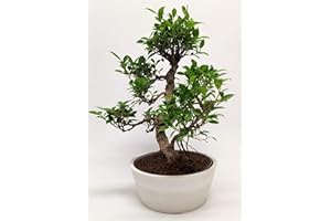 BONSAI LT Bonsai Baum mit Keramik Blumentopf - Ficus - ca. 15-18 Jahre (45-50 cm Höhe) Zimmerpflanze umweltfreundlich Geschenkpflanze (im Sahnetopf)