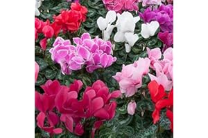 GARDENERSDREAM Cyclamen Garden Plants | Vibrant Large Flowering Tuberous Perennial (6 Pack)