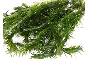 Lincolnshire Pond Plants Ltd - 20 Bunches of Elodea Densa Oxygenating Pond Plant (Weighted)