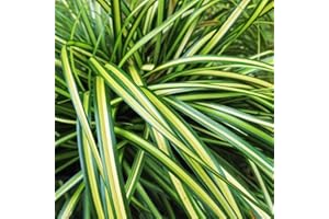 Perfect Plants - Ornamental Grass Carex Oshimensis Eversheen in a 17cm Pot Garden Ready Grass Plants