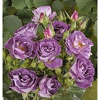 'Blue for You' (R), Beetrose im 4 L Container