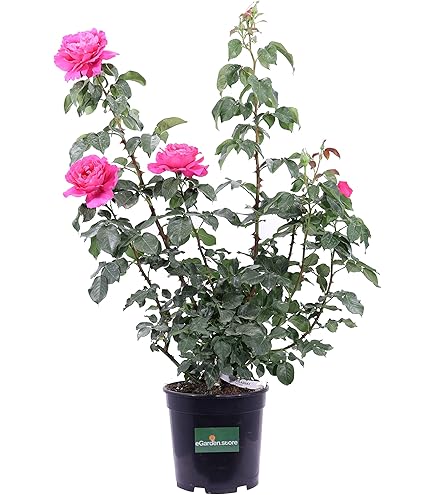 Rosa Black Perfumella ® Meilland - Pianta Profumata Vaso 19 Cm, Fiori Rossi-Neri, Foto Reale - Foto 2