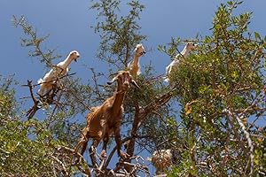 SHOP-MR-BEAN graines d'argania spinosa épineuses rares 5