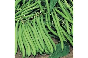 Suttons Bean (Dwarf French) Seeds Safari, Vegetable Seed, Approx. 150 Seeds per Pack, Grow Your own, Ideal for Beds and Borders