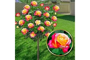 EUROPA GREEN Stammrosen - Ideal für Balkon, Terrasse, Kleiner Garten - Geeignet für Töpfe und Freiland (Double Delight)