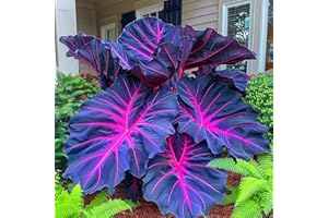 KVHSVB Bulbos de oreja de elefante - Planta tropical de hojas grandes - Ideal para jardín o maceta - Ornamental perenne-5bulbos