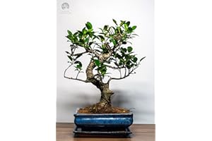 BONSAI LT Bonsai Baum mit Keramik Blumentopf - Ficus - ca. 9 Jahre (30-35 cm Höhe)