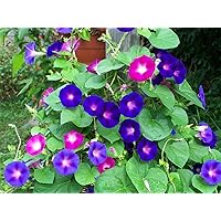 Morning Glory, 50 Seeds Mixed by Seedscare