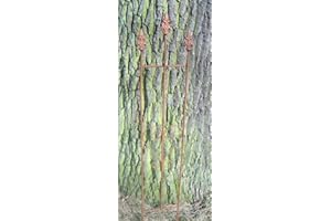 Deko-Impresion Schmales Rankgitter, Rankhilfe, Rankzaun Rosengitter Eisen massiv Rost